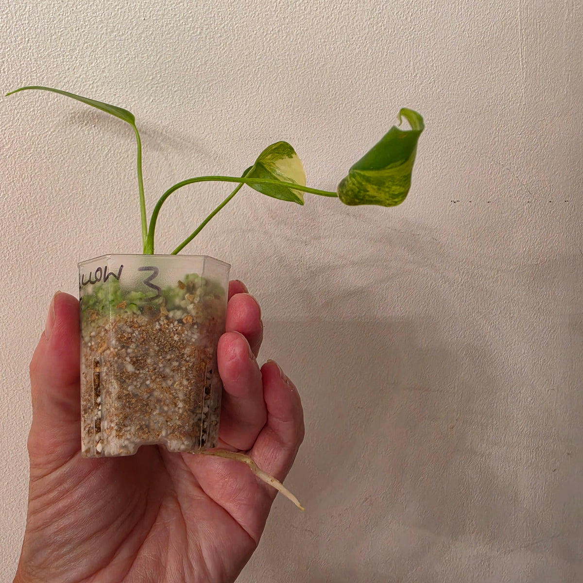 Monstera Yellow Marilyn Variegated – Exact Plant #3