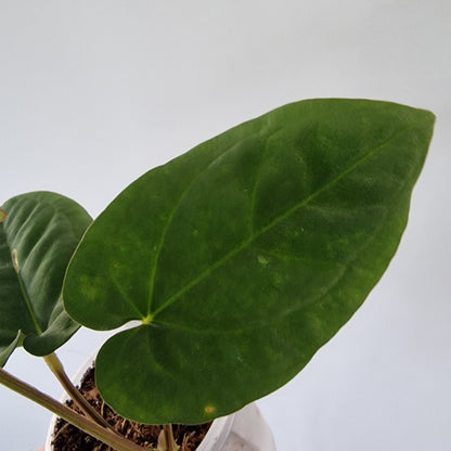 Ecuagenera Rehab Anthurium dressleri