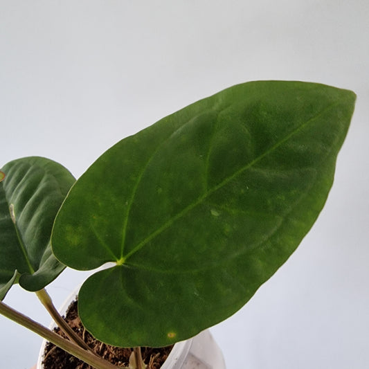 Ecuagenera Rehab Anthurium dressleri