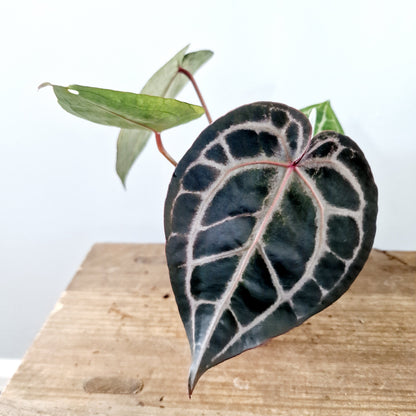 Anthurium Michelle by DocBlock Houseplant 9cm pot (2)