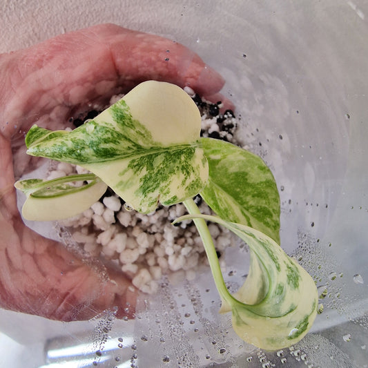 Monstera Legacy – Young Exact TC Plant (#4)