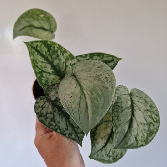 Scindapsus Silver Lady Rare Houseplant 7cm pot
