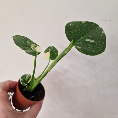 Monstera Thai Constellation – 6cm Pot (#6)