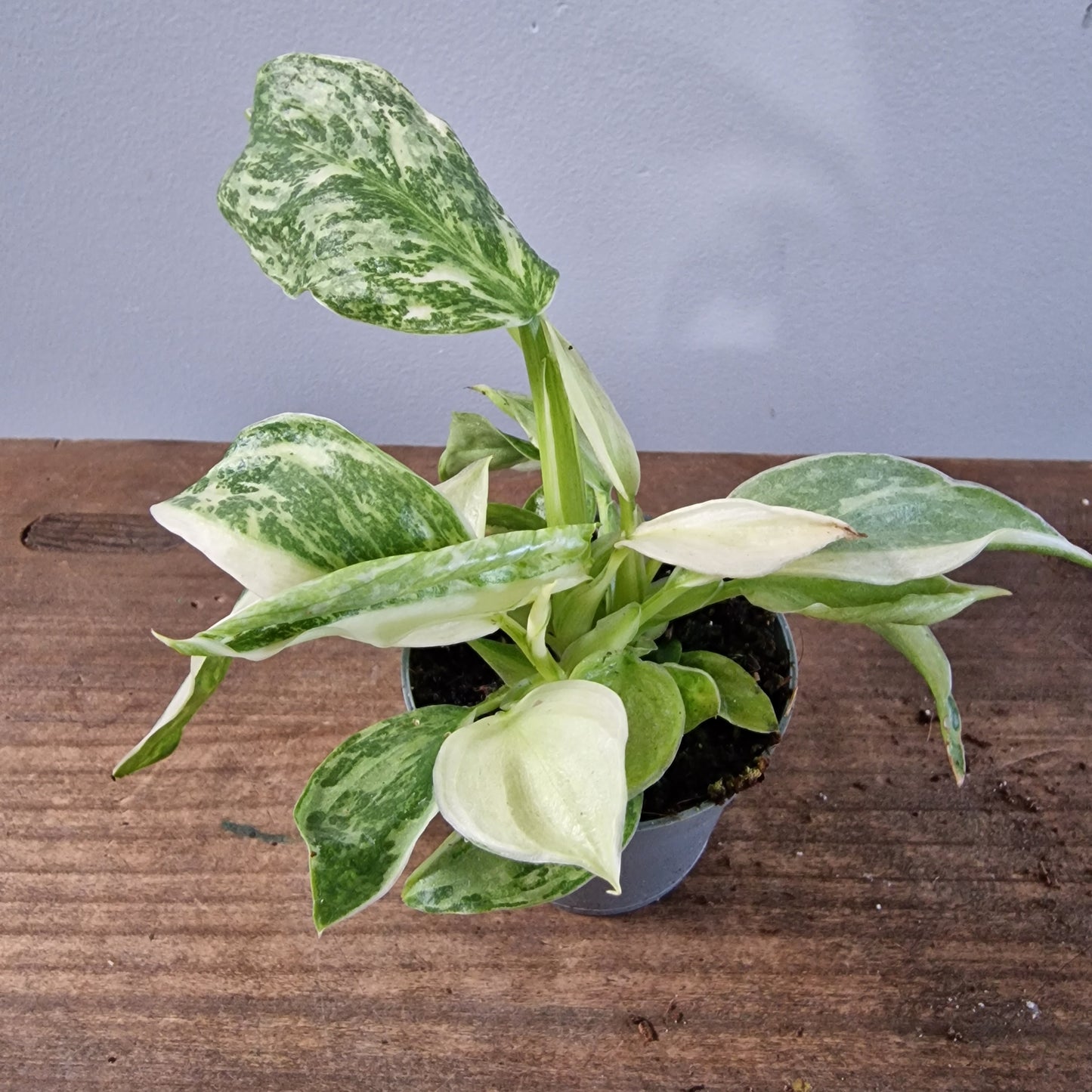 Philodendron Jose Buono Houseplant 6cm pot