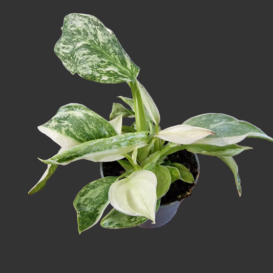 Philodendron Jose Buono Houseplant 6cm pot