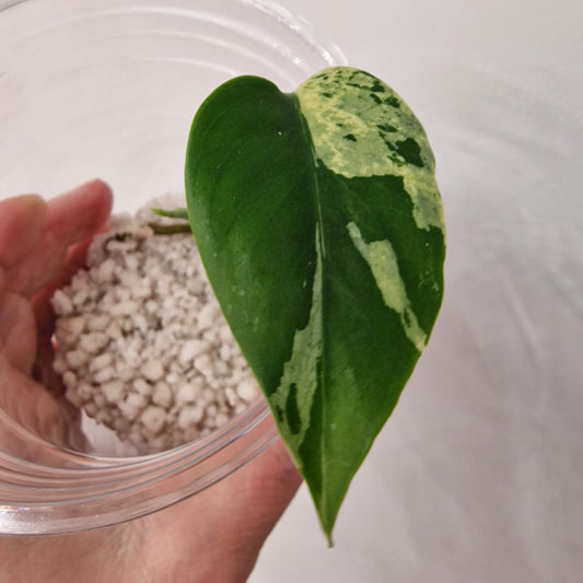 Monstera Bulbasaur – Young TC Plant (Exact Plant #1-14)