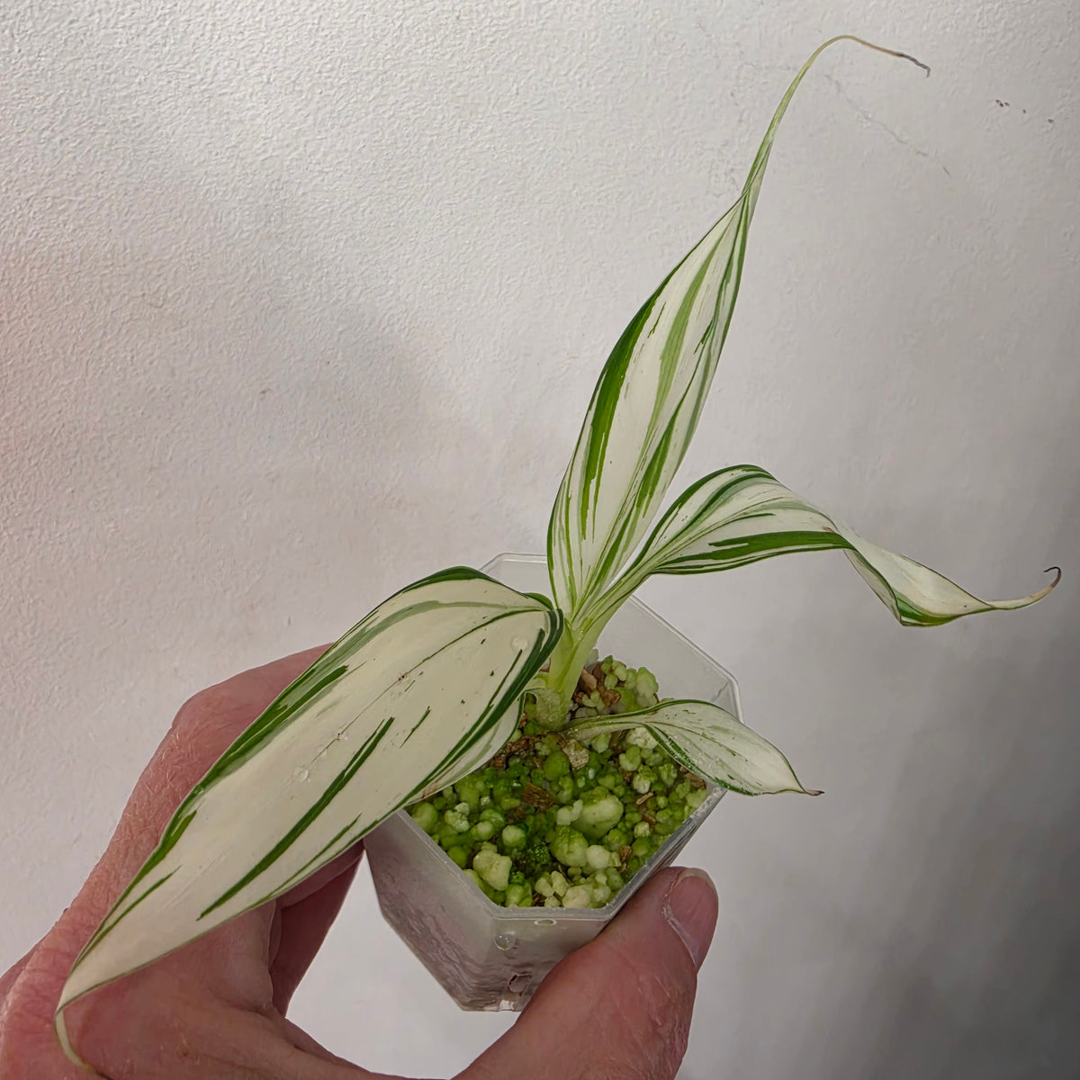 Musa ‘Hawaii’ Variegated – Established | Exact Plant #3