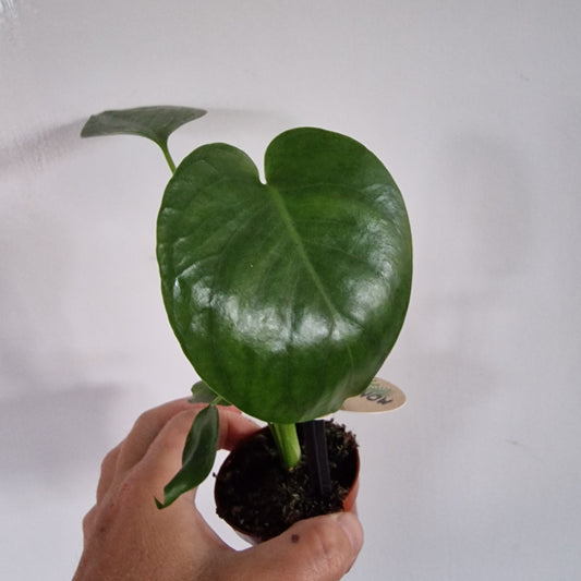 Monstera Rare Houseplant 6cm pot