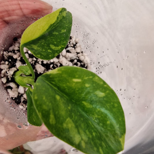 Monstera Electrolight Variegated – Young Plant – Exact Plant #2