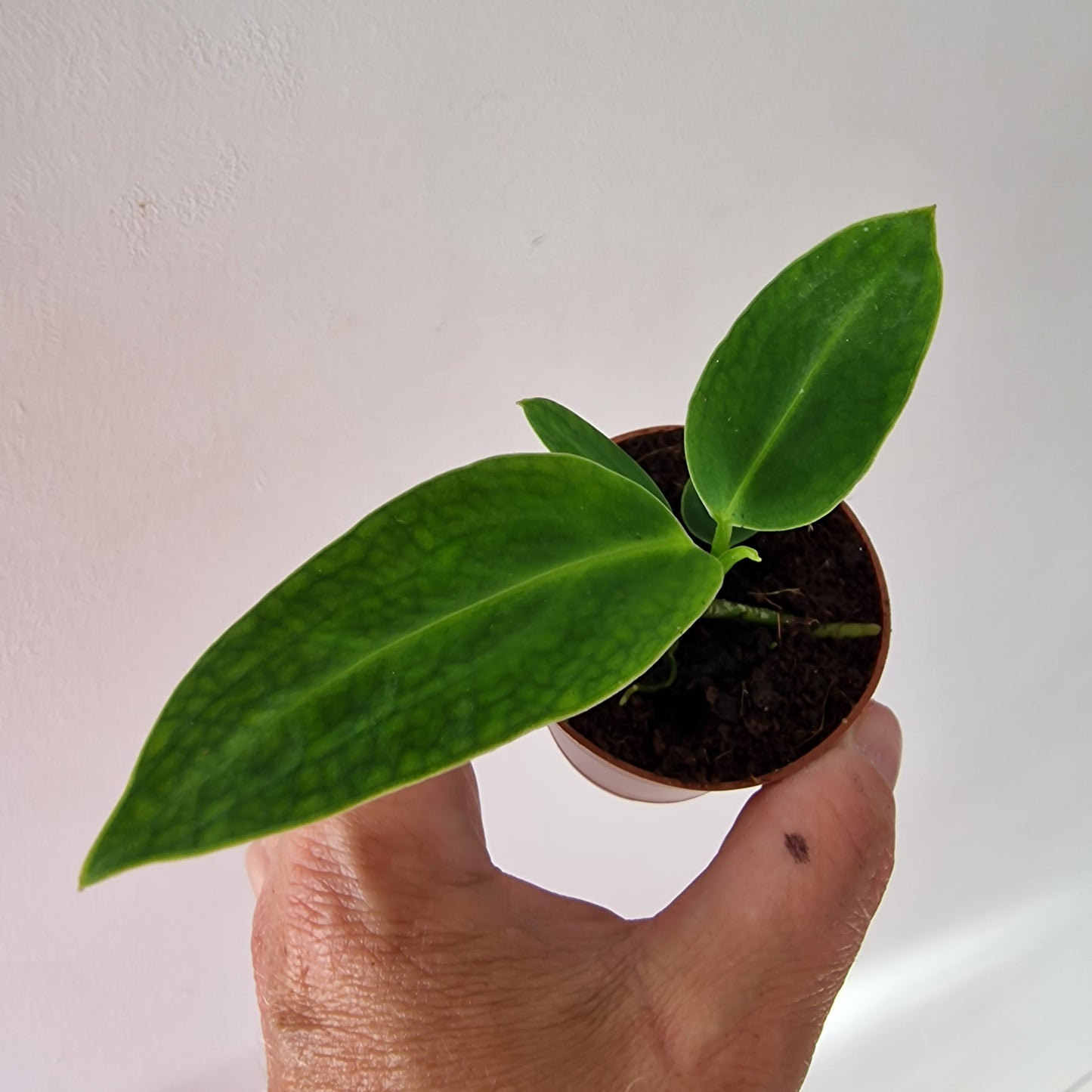Anthurium Warocqueanum Rare Houseplant 6cm pot