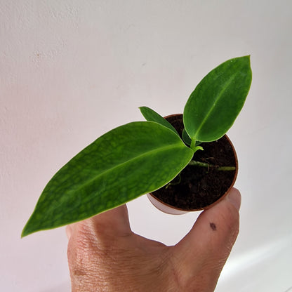 Anthurium Warocqueanum Rare Houseplant 6cm pot