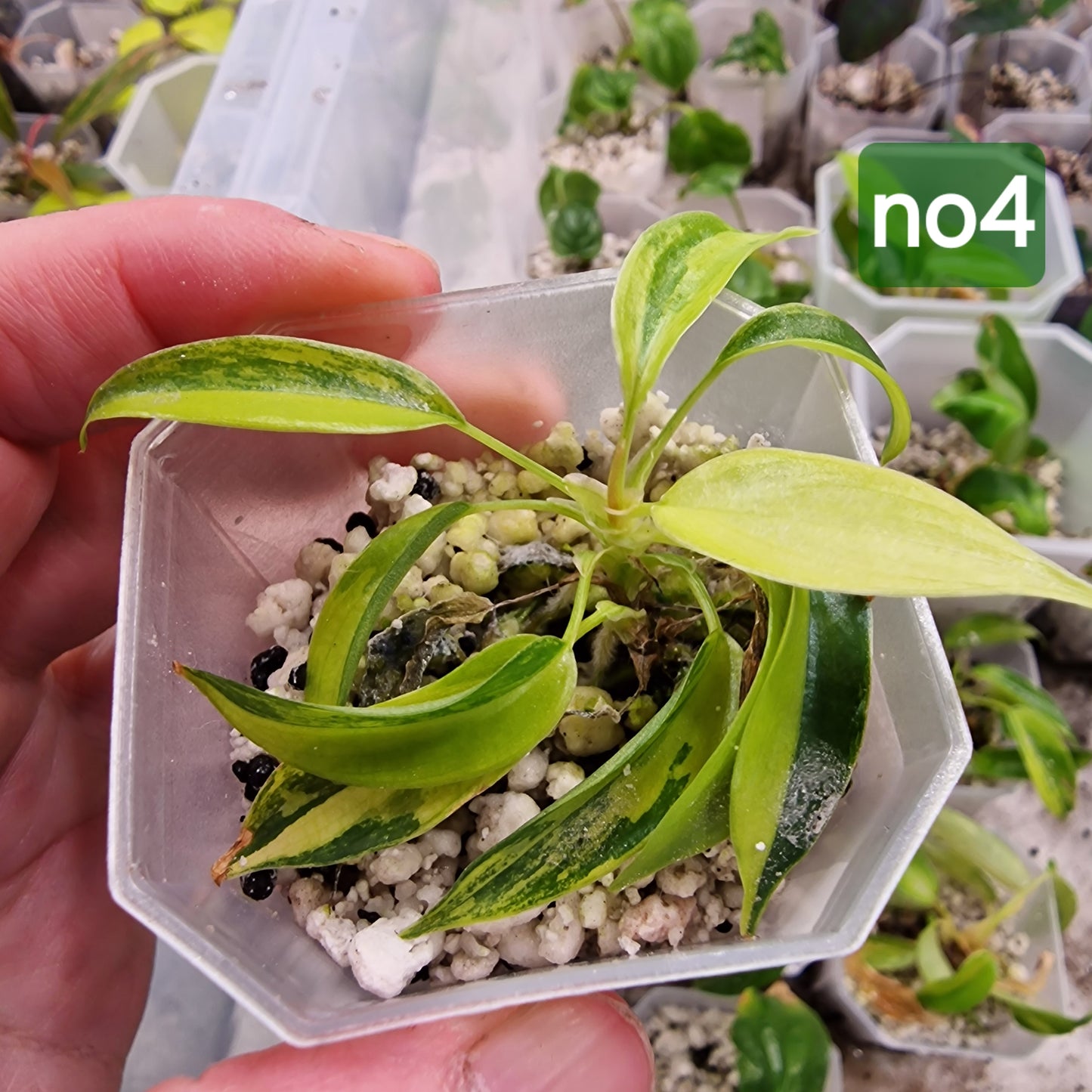 Philodendron Florida Beauty Aurea Variegata - choose your own