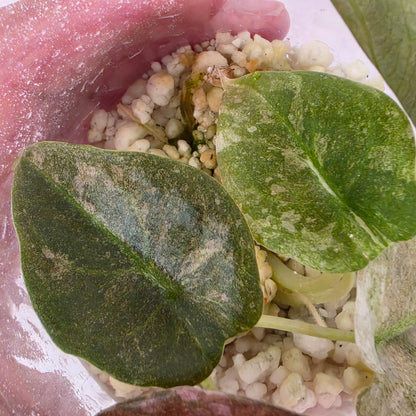 Alocasia Cuprea Pink Spot Tissue Culture 🌸 see description