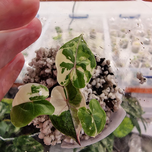 Alocasia Yucatan Princess Variegated – Exact Plant (1)