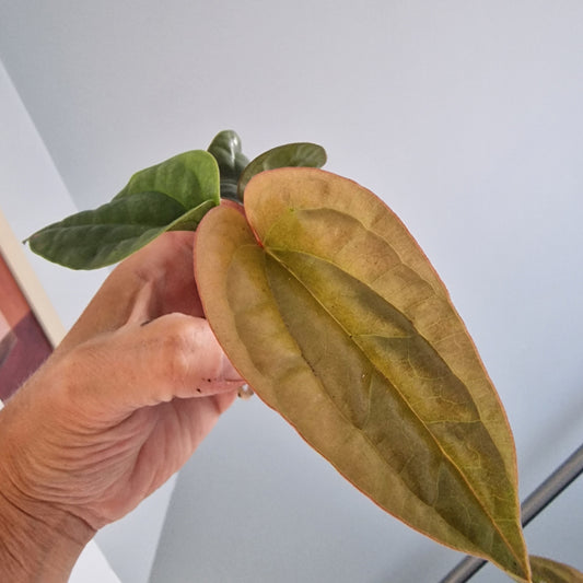 Anthurium Luxurians x Radicans Rare Houseplant 6cm pot