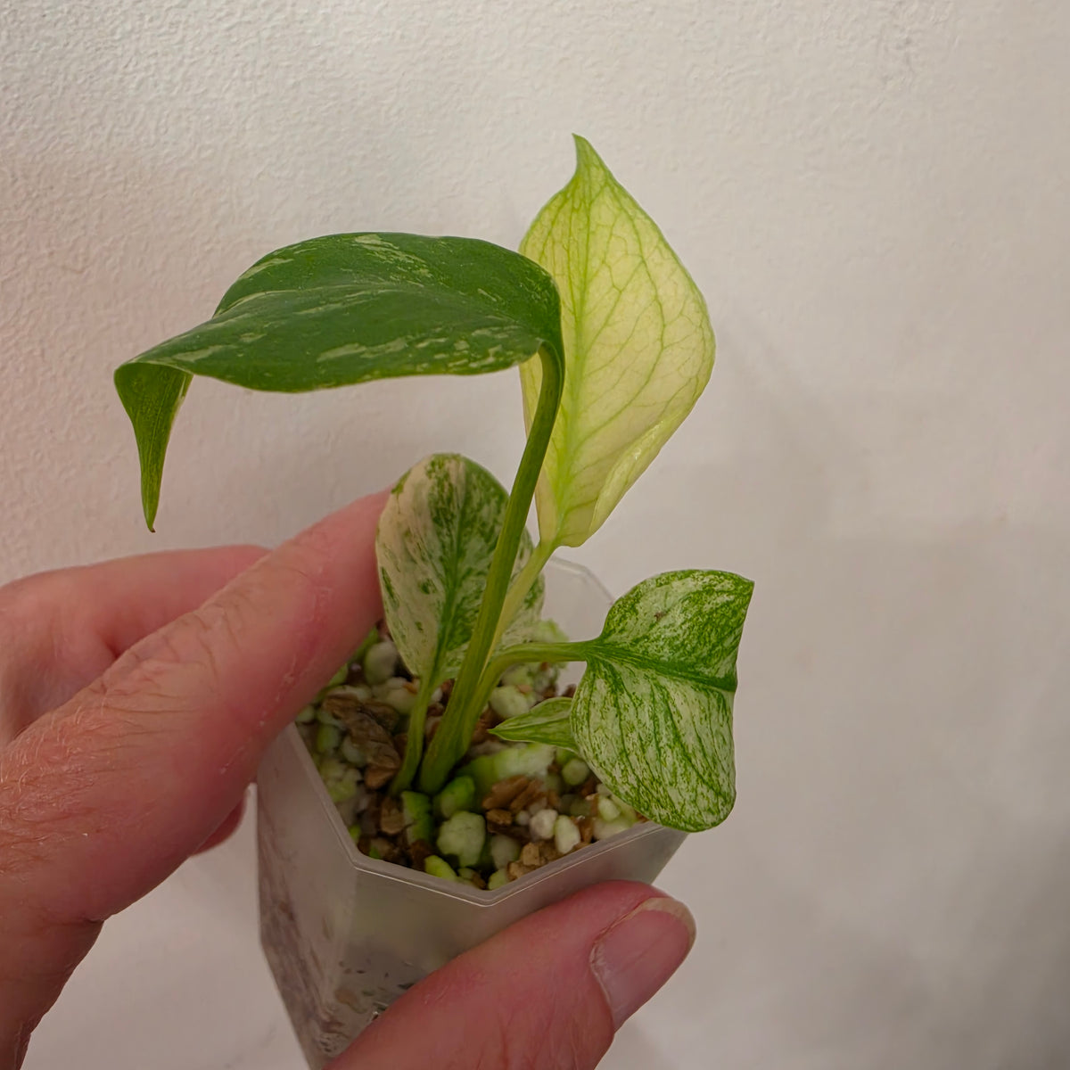 Monstera White Monster Variegated – Exact Plant #1