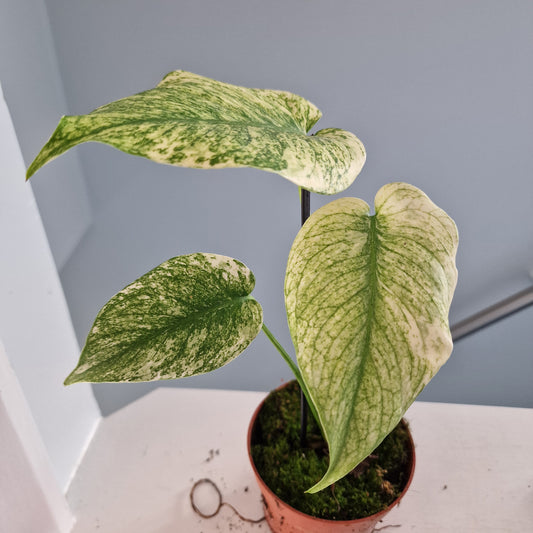 Monstera Mint Rare Houseplant 10.5cm pot (f)