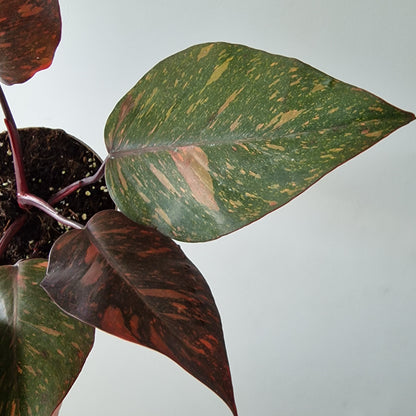 Philodendron Orange Princess – Premium Variegated Selection (#4)