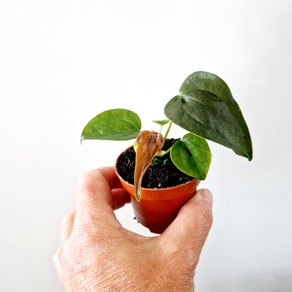 Anthurium Queen of Hearts Houseplant 6cm pot