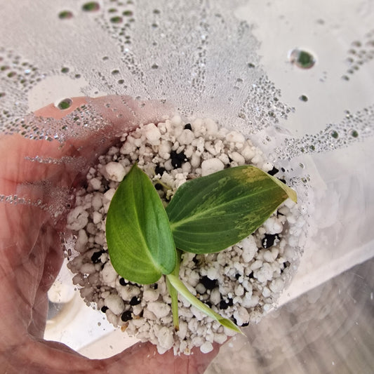 Philodendron Melanochrysum Variegated  – Young Exact TC Plant (#5)