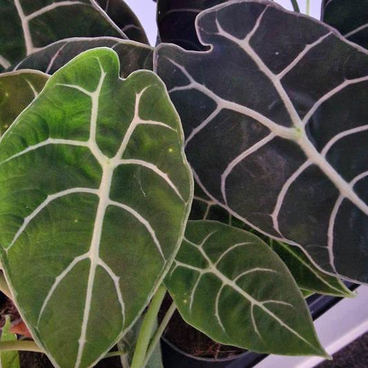 Alocasia Pride of Corup Rare Houseplant 14cm pot
