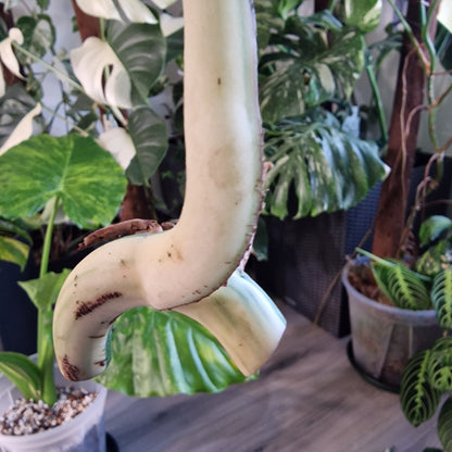 Monstera Albo Highly Variegated Middle Cutting