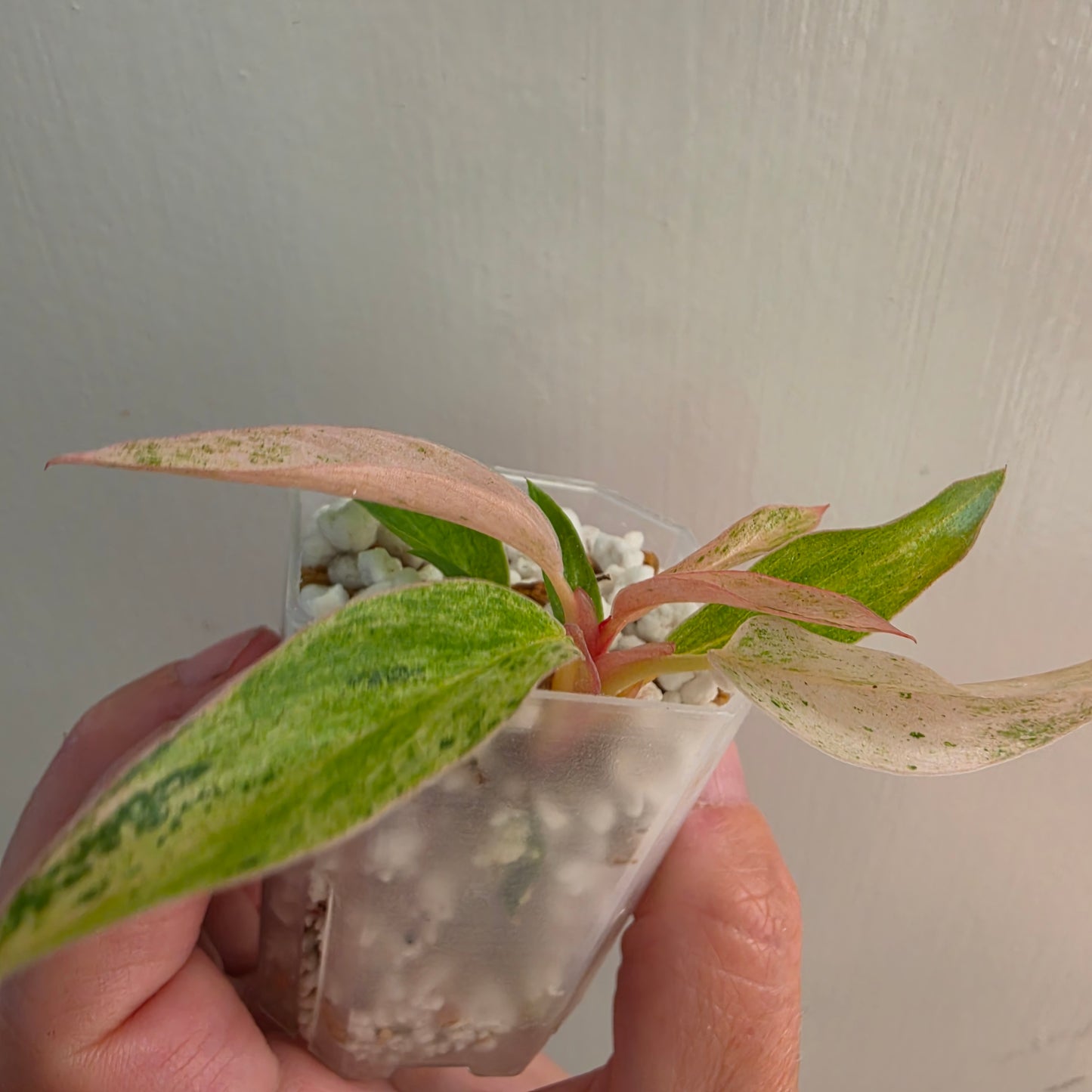 Philodendron Strawberry Caramel Marble (3) – Exact Plant - See description