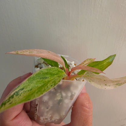 Philodendron Strawberry Caramel Marble (3) – Exact Plant - See description