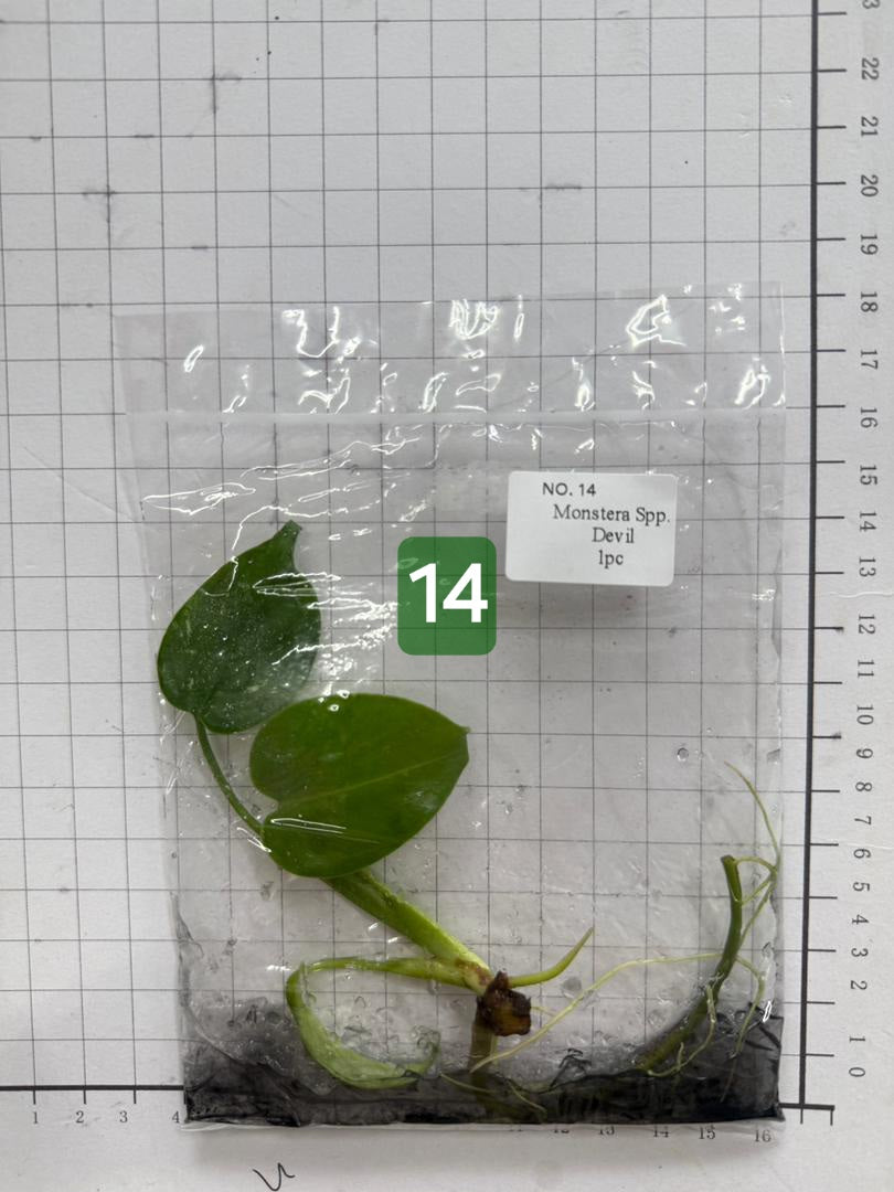 Choose your own Monstera Devil Tissue Culture Plantlet Pre-Order - see description