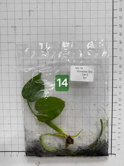 Choose your own Monstera Devil Tissue Culture Plantlet Pre-Order - see description