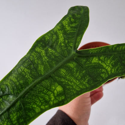 Alocasia Reticulata Rare Houseplant 10.5cm pot