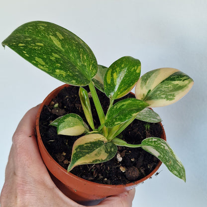 Philodendron Green Congo – 11cm Pot (#4)