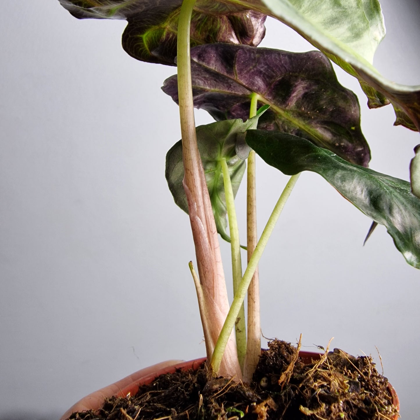 Alocasia Venom – 8cm Pot
