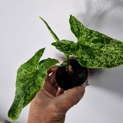 Syngonium ‘Mottled Mojito’ – 6cm Pot