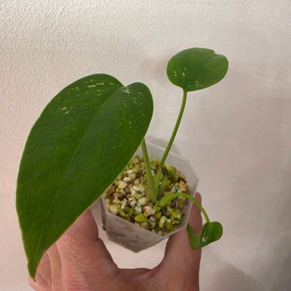 Monstera Devil Monster – Lightly Variegated / Speckled – Exact Plant (L4)