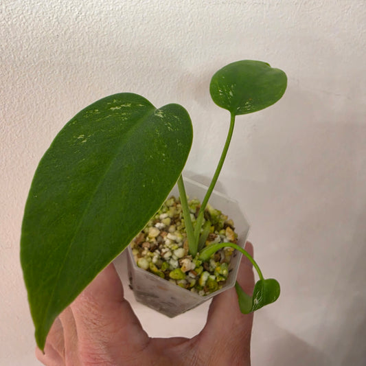 Monstera Devil Monster – Lightly Variegated / Speckled – Exact Plant (L4)