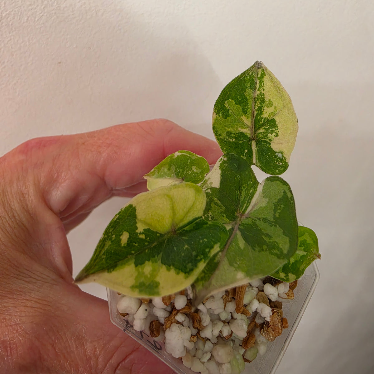 Alocasia Yucatan Princess Variegated – Exact Plant #5