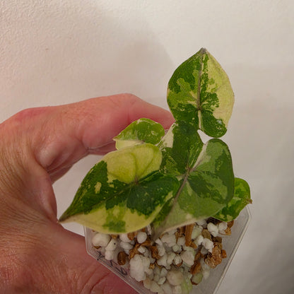 Alocasia Yucatan Princess Variegated – Exact Plant #5
