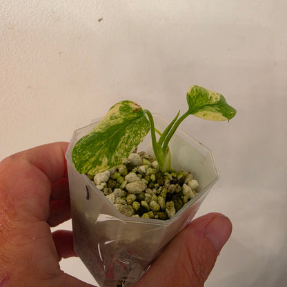 Monstera Mint China’s Version – Exact Plant No. 1 - See Description
