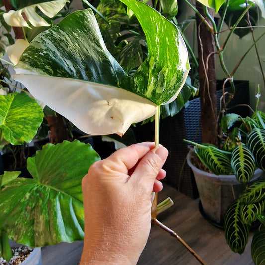 Monstera Albo Highly Variegated Middle Cutting