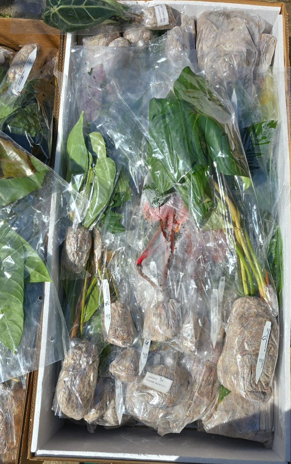 Mystery Ecuagenera Anthurium – Rescue Plants (Worth £40+ each)
Please Read Description