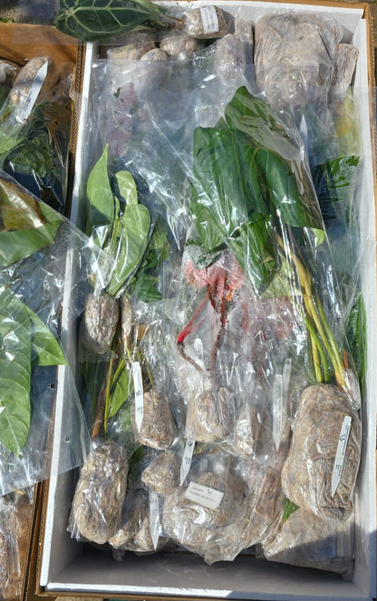 Mystery Ecuagenera Anthurium – Rescue Plants (Worth £40+ each)
Please Read Description