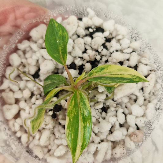 Philodendron Joepii Variegated – Exact Plant #5