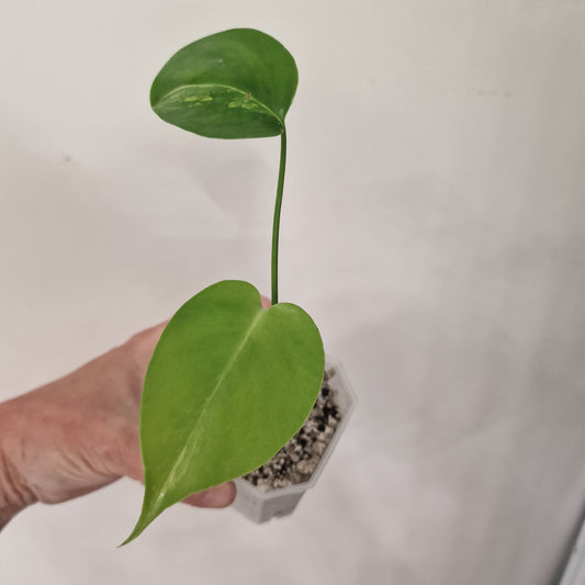 Monstera Yellow Marilyn – Variegated Monstera Exact Plant (5)