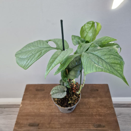 Amydrium Medium Silver – 10cm Pot