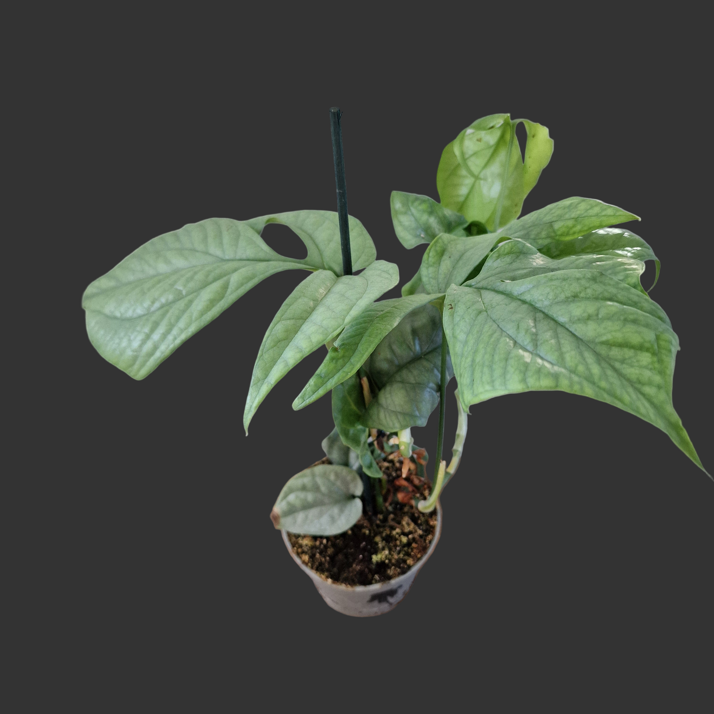 Amydrium Medium Silver – 10cm Pot