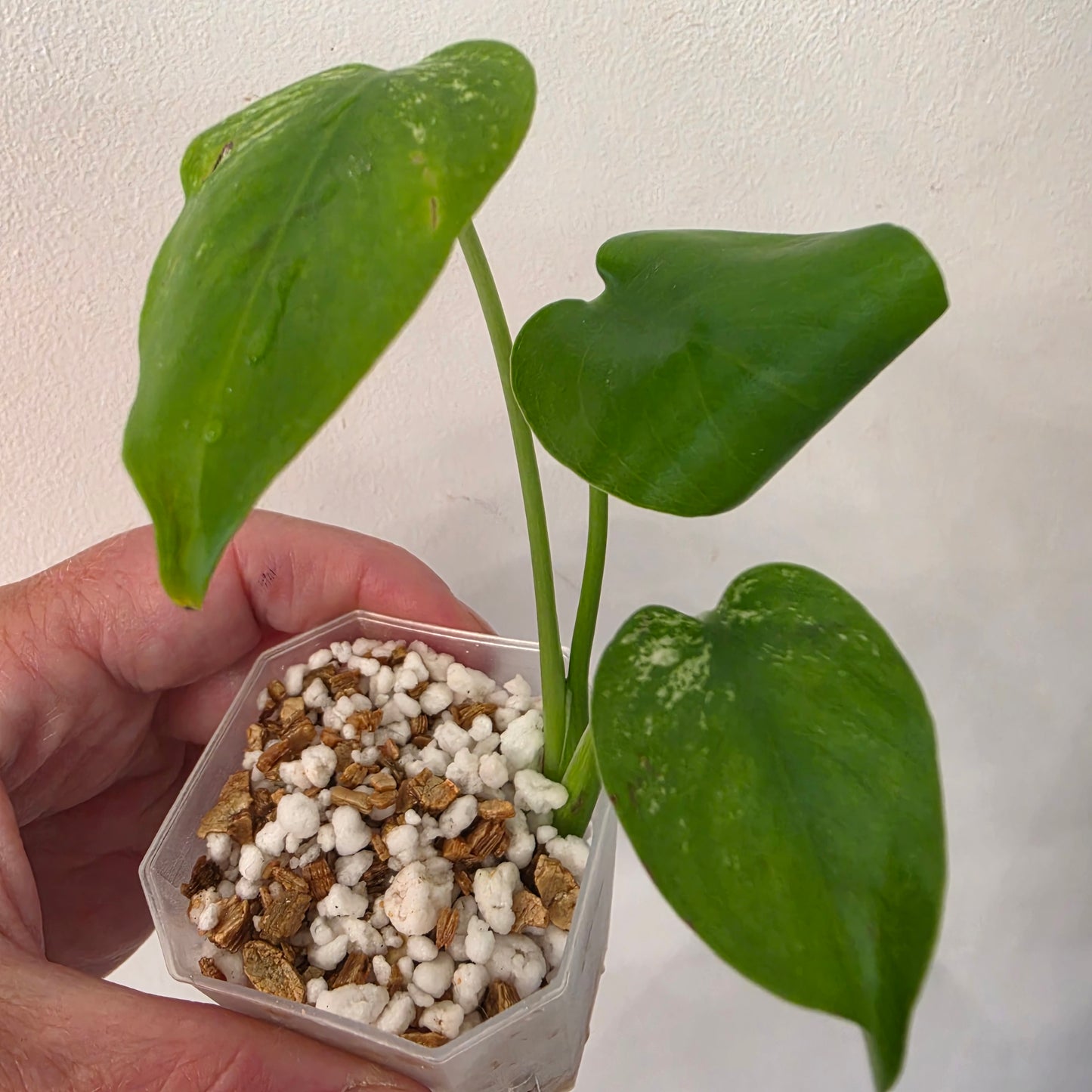 Monstera Devil – Acclimatised TC - Exact Plant (2) See Description
