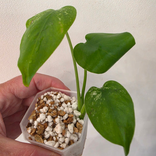 Monstera Devil – Acclimatised TC - Exact Plant (2) See Description