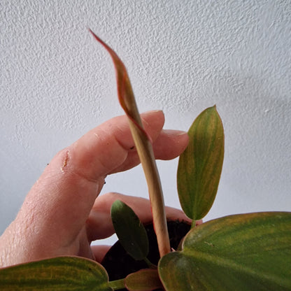 Philodendron Florida Bronze Rare Houseplant 6cm pot