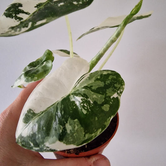 Alocasia Variegated Frydek Rare Houseplant 6cm pot
